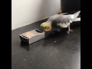 Destroy birb