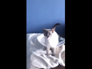 Look at this extremely chaotic video my fiance took of our cat