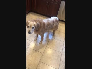 Old lady tippy taps she’s 13 but still tapping away