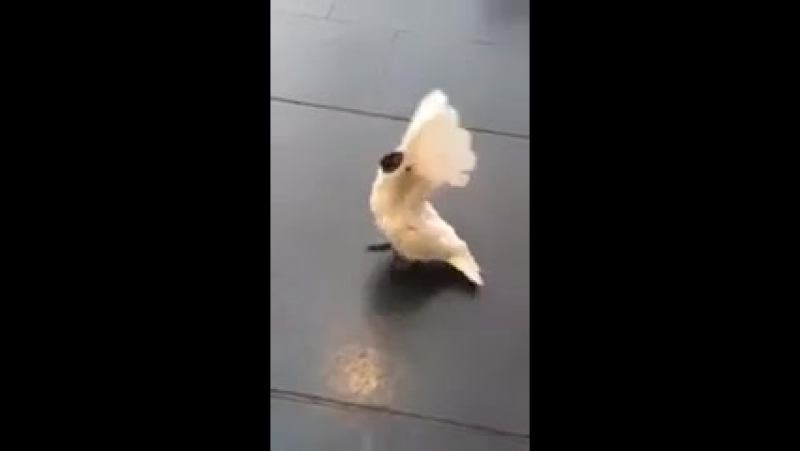 Сучий сын