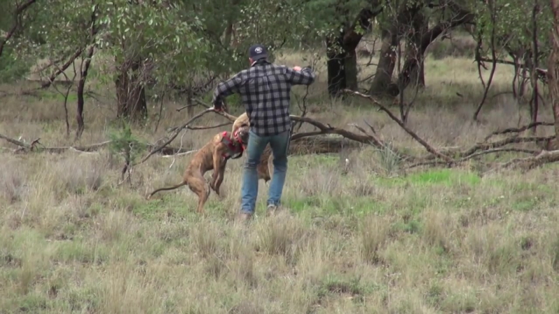 Мужик бьет в морду кенгуру