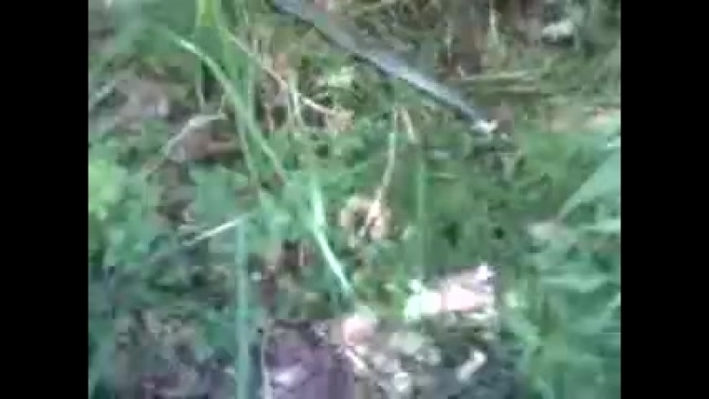 Приколи