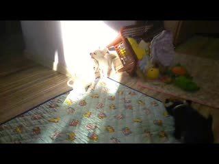 Vid 20201003 092342 mp4