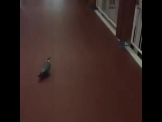 Курлык (vhs video)