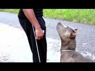 Best ultimate pit bull protection guard dog porn trained family pitbull k9 achilles