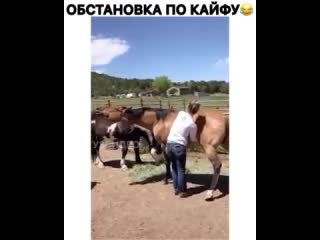 Жена отправила видео как чешет пузико коню🥺 так мило😉