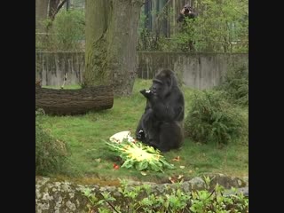 Fatou, the oldest gorilla in the world celebrates its 61st birthday! 🎂