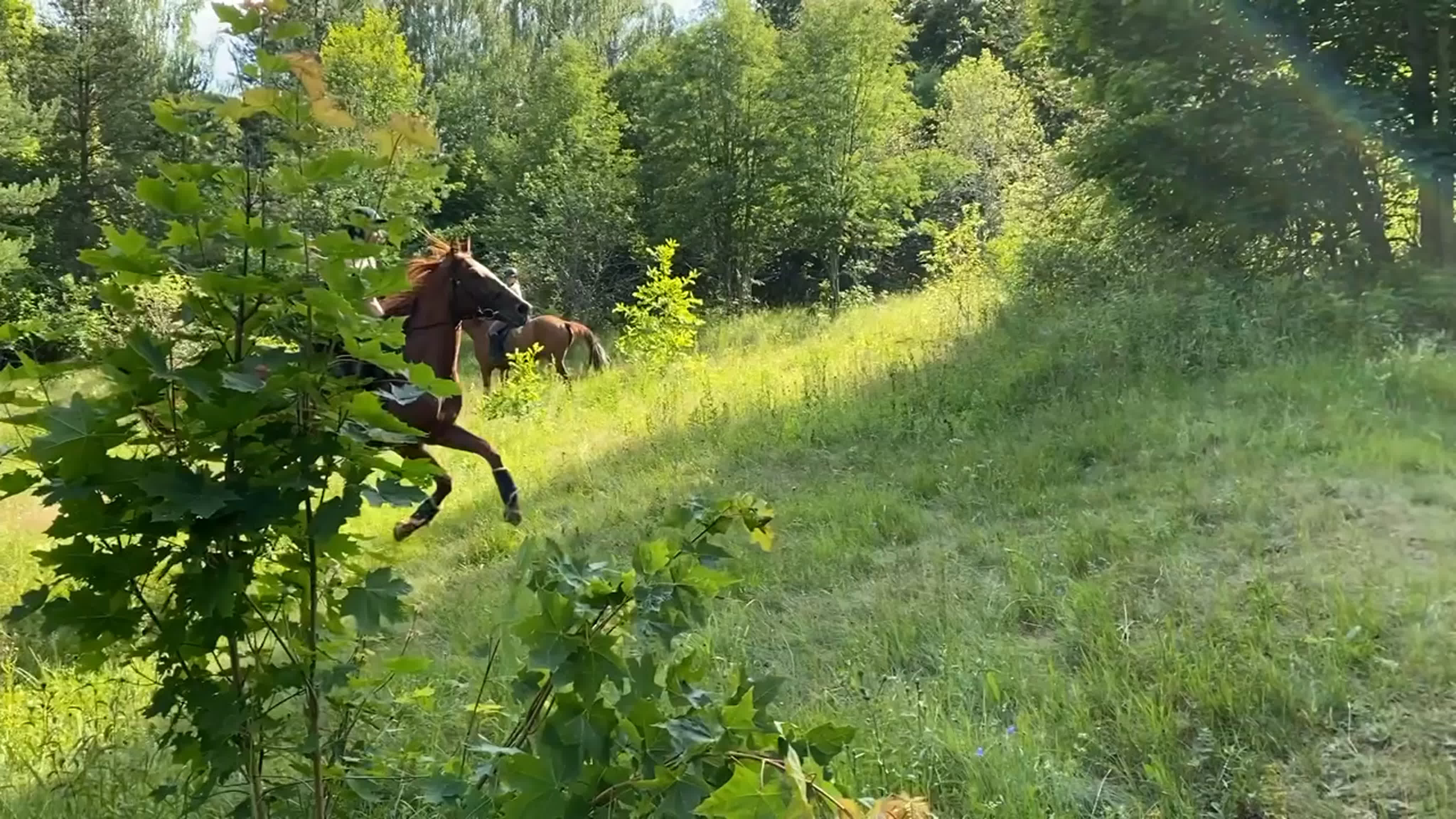 Видео от школа верховой езды 