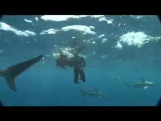 Ella addison swims with sharks l