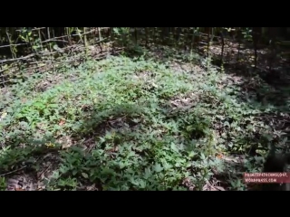 Primitive technology sweet potato patch