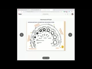 На сколько хватит яйцеклеток у женщины овариальный резерв или фолликулярный запас яичников