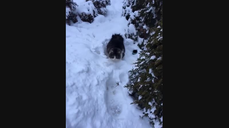 Deploy fluffy tail!