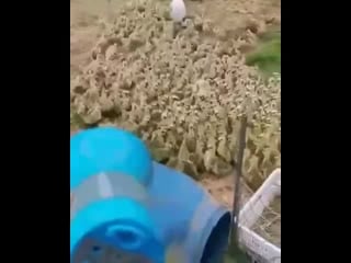 Магия мелодии (vhs video)