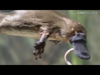 Kiwi2 lucy мишина олеся