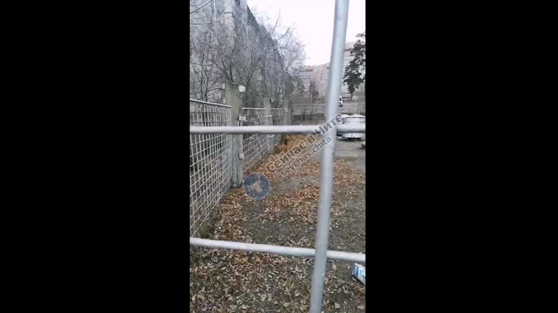 Молодая козочка забежала в ограду газгольдера в сосновом бору