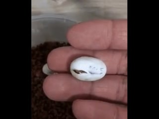 A lizard hatching from a tiny egg