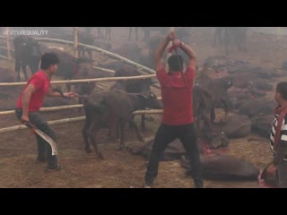 Massaker beenden gadhimai 2019