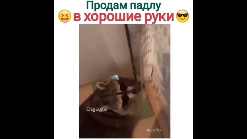 Продам падлу в хорошие руки