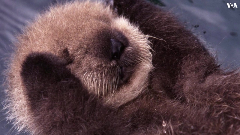 Зоопарки сша устроили битву… за умильность