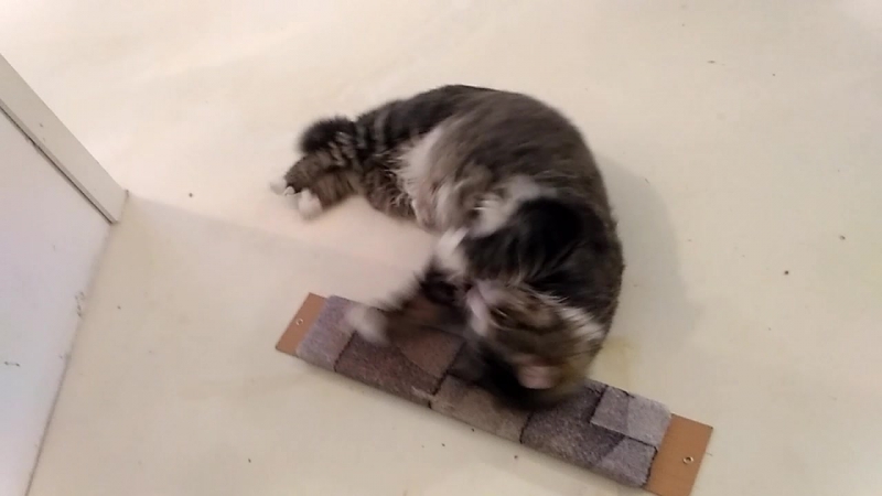 Тиша развлекается))