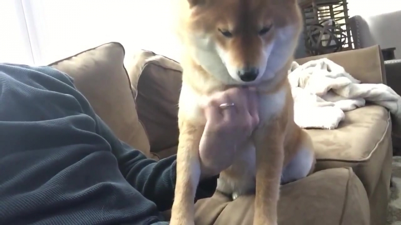 Сиба ину играет с хозяином