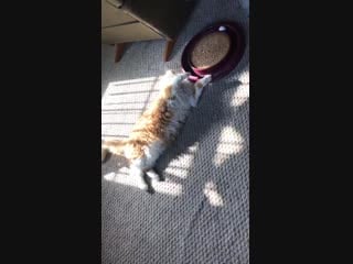 Lazy kitty plays with ball toy viralhog