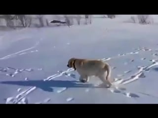 Labrador body slides down hill in the snow