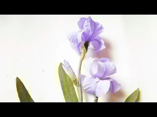 Diy how to make paper australian lily flower (fringed lily) from crepe paper easy and low cost (1)