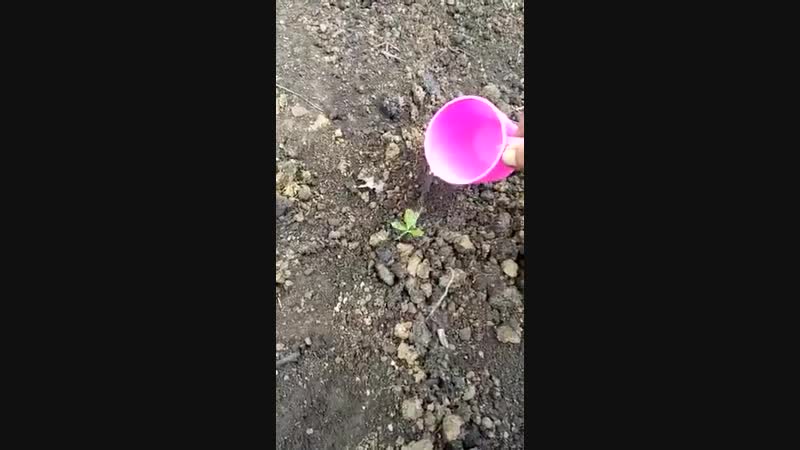 Посадка денежного дерева в натуре