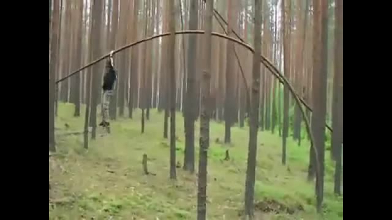 Древесный прыгун