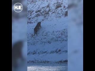 На обочине заснеженной трассы под хабаровском гуляет тигр беглец