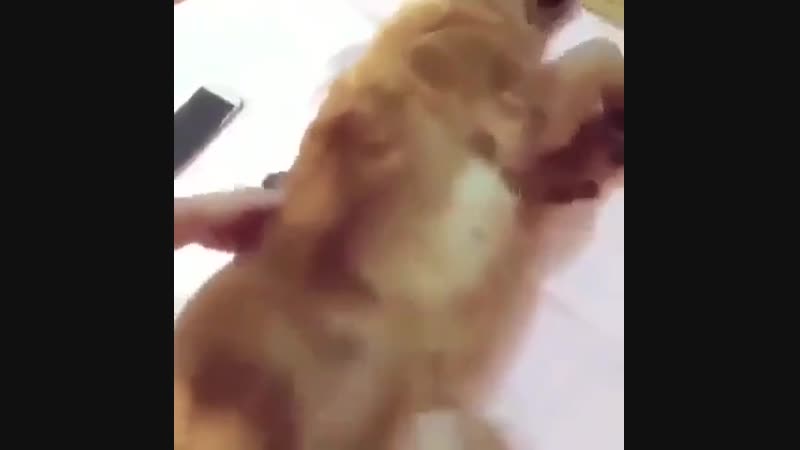 Завелась ямаха