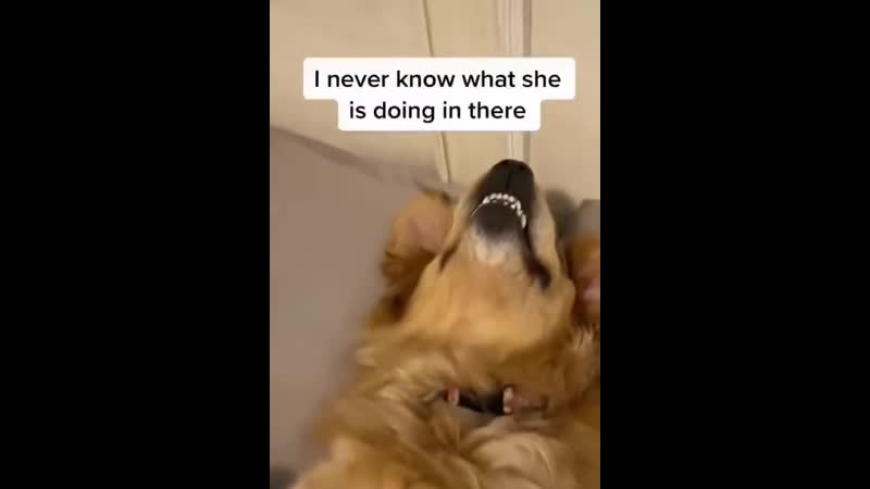 Спит «без задних лап»