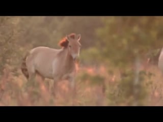 Чернобыль лошадь пржевальского дикий мир chernobyl przewalskis horse