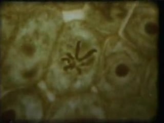 Научфильм биология фильм 8 размножение многоклеточных организмов