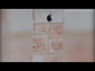 Horrifying moment woman finds enormous spider with a bat in its web