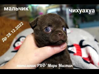 Смешной щенок #чихуахуа сосёт молоко и кусает маму ! 29 01 2023 #купитьчихуахуа +7 921 595 08 48