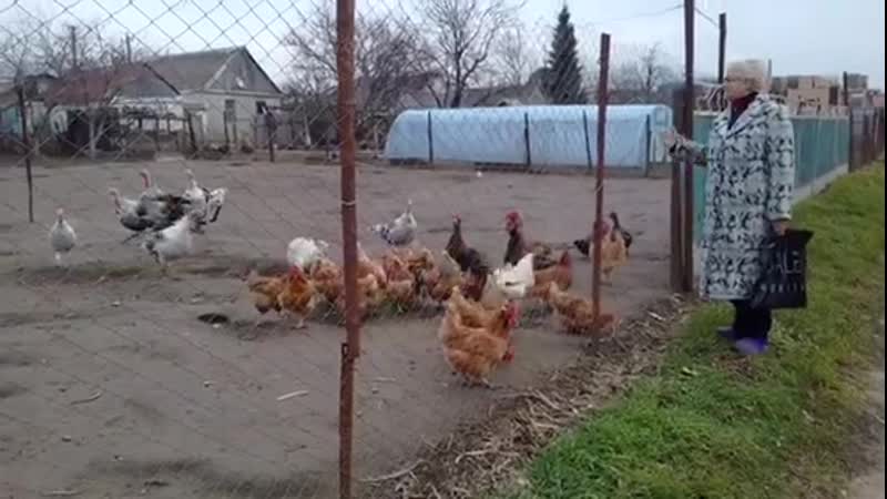 Индюки патриоты