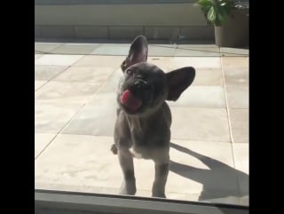 French bulldog