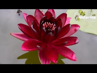 Nymphaea black princess кувшинка чёрная принцесса