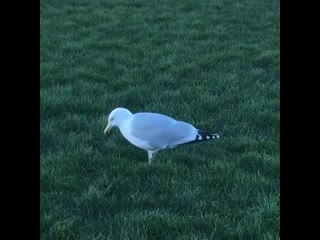 Seagulls stomping on grass is called, the rain dance this mimics rain by vibration, and brings earthworms and other bugs to sur