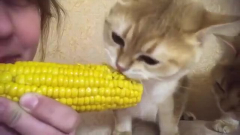 Совместные кукурузные едунцы