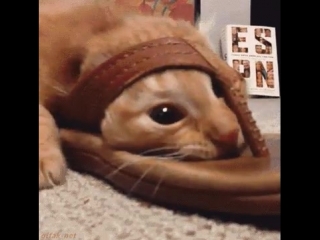 Excuse me, sir i'm conducting some very important business