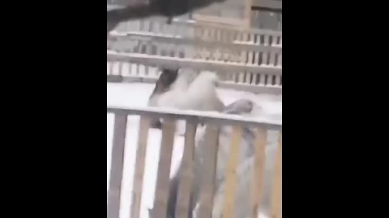 Жахнул горбатого