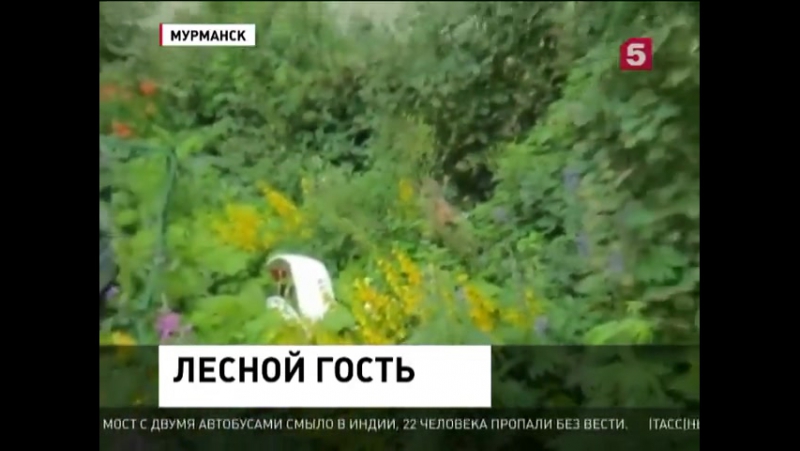 В мурманске по улицам разгуливал заблудившийся лосенок