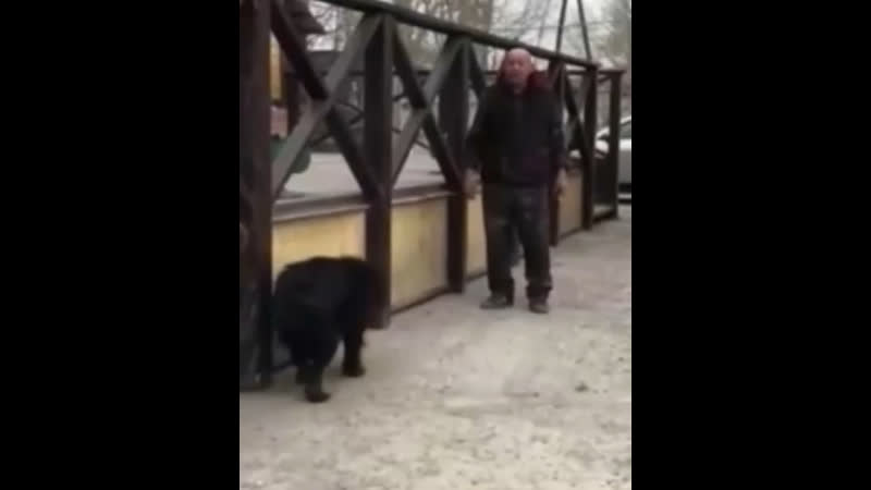 B kpacнoяpcкe мyжчинy paзыcкивaют зa издeвaтeльcтвo нaд coбaкoй