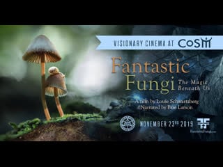 Фантастические грибы (fantastic fungi)