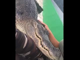 Is this a crocodile or lapdog?