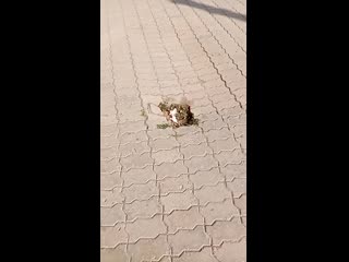 Дыра на проспекте, туймазы