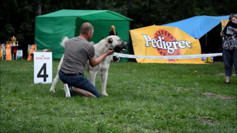 Тимерташ кабул